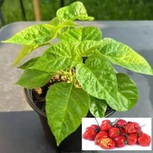 Set 6 Red Habanero Pepper Plants Live in 6 Inc Pot, Hot Habanero Pepper Live Plants for Planting, 70 Days Old Pepper for Gardening