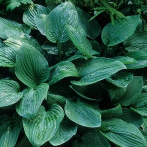 Blue Hosta Live Plant in Quart Pot - Hardy Perennial - Blue-Green Hosta Plants for Shade Gardens
