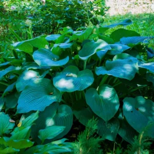 Blue Hosta Live Plant in Quart Pot - Hardy Perennial - Blue-Green Hosta Plants for Shade Gardens