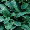 Live Blue Hosta Plant in Quart Pot, Hardy Perennial Live Plant with Blue-Green Leaf, Great for Shade Landscaping