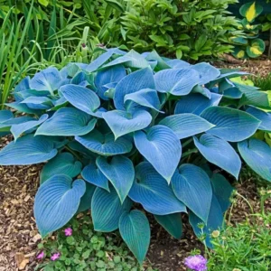 Live Blue Hosta Plant in Quart Pot, Hardy Perennial Live Plant with Blue-Green Leaf, Great for Shade Landscaping