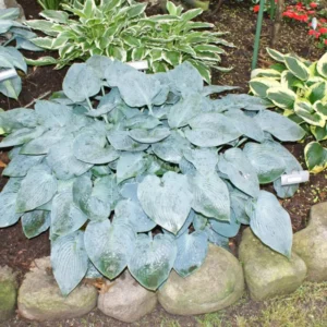 Live Blue Hosta Plant in Quart Pot, Hardy Perennial Live Plant with Blue-Green Leaf, Great for Shade Landscaping