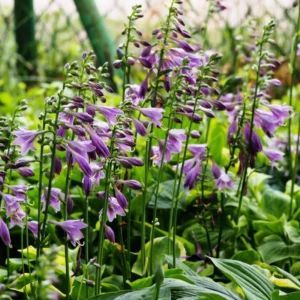 Live Blue Hosta Plant in Quart Pot, Hardy Perennial Live Plant with Blue-Green Leaf, Great for Shade Landscaping