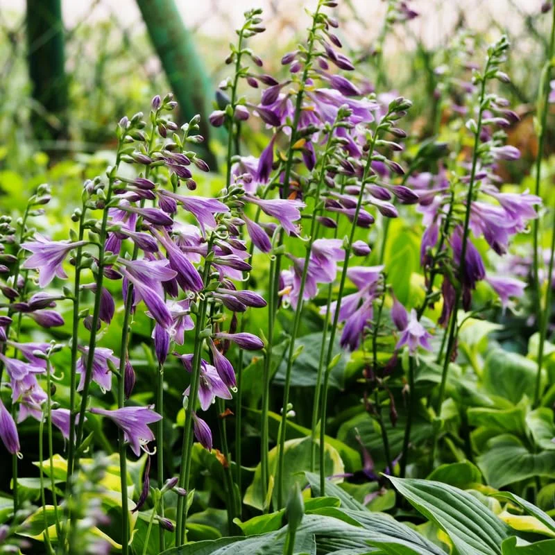 Blue Hosta Live Plant in Quart Pot - Hardy Perennial - Blue-Green Hosta Plants for Shade Gardens