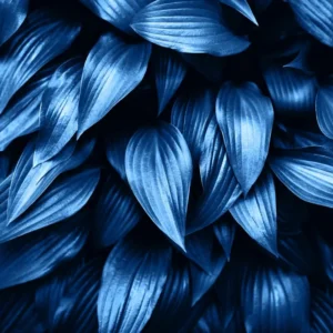 Blue Hosta Live Plant in Quart Pot - Hardy Perennial - Blue-Green Hosta Plants for Shade Gardens