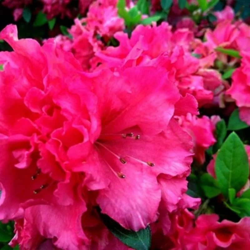 Azalea Red Live Plant Tree for Planting, 5 to 10 Inc Tall, Well Rooted, No Pot Azalea Red Flowerss Rhododendron Bush Shrub