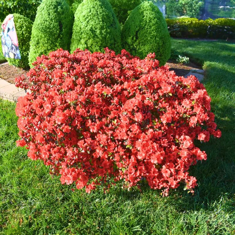 Azalea Red Live Plant Tree for Planting, 5 to 10 Inc Tall, Well Rooted, No Pot Azalea Red Flowerss Rhododendron Bush Shrub