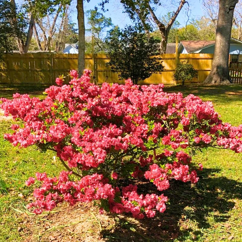 Azalea Red Live Plant Tree for Planting, 5 to 10 Inc Tall, Well Rooted, No Pot Azalea Red Flowerss Rhododendron Bush Shrub