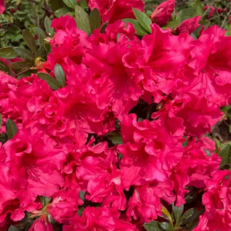 Red Azalea Live Plants, Set 2-Packs, Red Flowersing Rhododendron Bush Shrubs for Indoor Outdoor Planting, Azalea Tree Bush