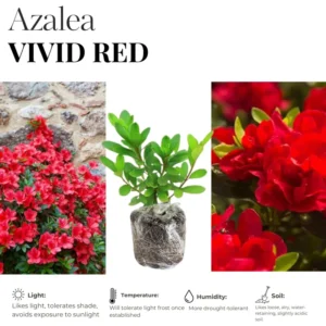 Red Azalea Live Plants, Set 2-Packs, Red Flowersing Rhododendron Bush Shrubs for Indoor Outdoor Planting, Azalea Tree Bush