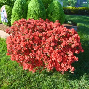 Red Azalea Live Plants, Set 2-Packs, Red Flowersing Rhododendron Bush Shrubs for Indoor Outdoor Planting, Azalea Tree Bush