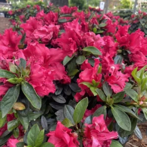 Red Azalea Live Plants, Set 2-Packs, Red Flowersing Rhododendron Bush Shrubs for Indoor Outdoor Planting, Azalea Tree Bush