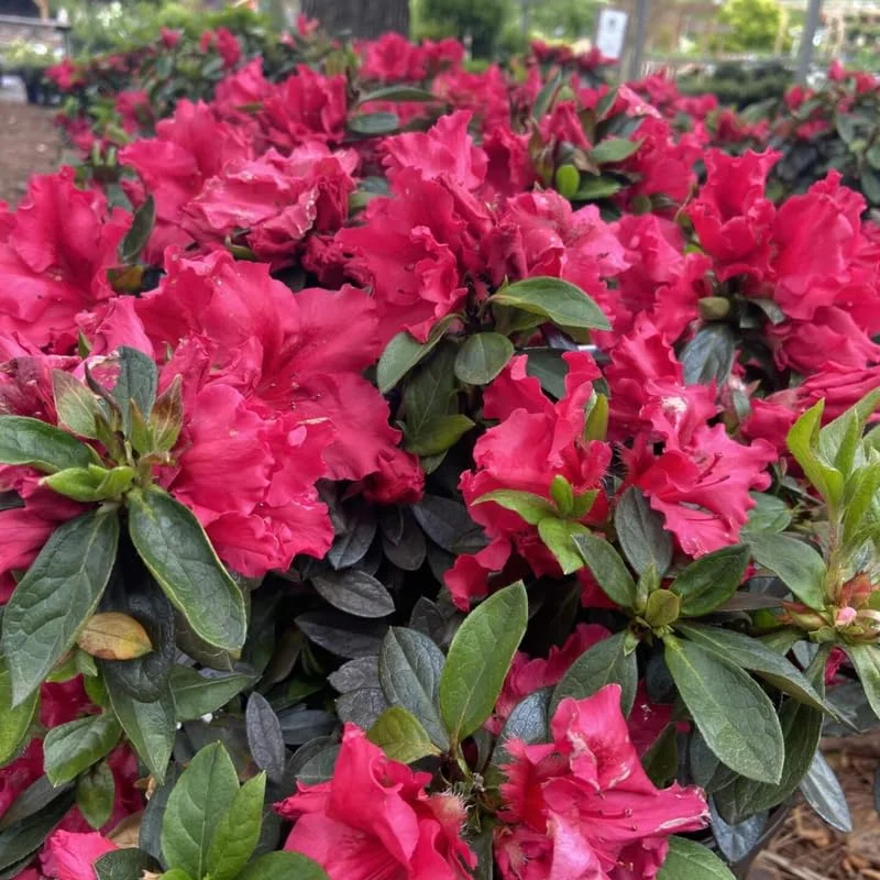 Red Azalea Live Plants, Set 2-Packs, Red Flowersing Rhododendron Bush Shrubs for Indoor Outdoor Planting, Azalea Tree Bush