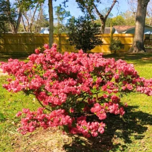 Red Azalea Live Plants, Set 2-Packs, Red Flowersing Rhododendron Bush Shrubs for Indoor Outdoor Planting, Azalea Tree Bush