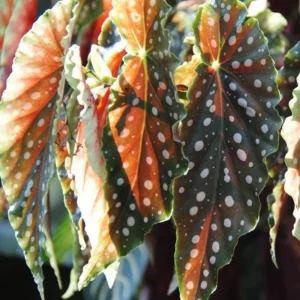 Set of 2 Begonia Angel Wing Maculata Live Plants, 5-9 Inch Tall, Polka Dot Begonia for Home and Garden Decor