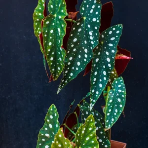 Set of 2 Begonia Angel Wing Maculata Live Plants, 5-9 Inch Tall, Polka Dot Begonia for Home and Garden Decor