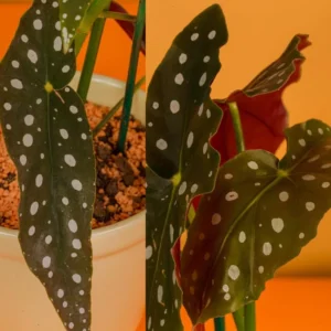 Set of 2 Begonia Angel Wing Maculata Live Plants, 5-9 Inch Tall, Polka Dot Begonia for Home and Garden Decor