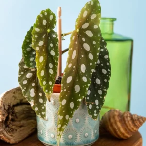 3 Packs Begonia Angel Wing Maculata Live Plants, 5-9 Inch Tall, Indoor Outdoor Polka Dot Begonia