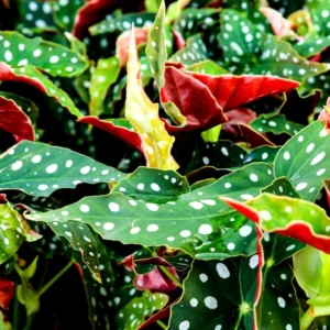 4 Live Begonia Angel Wing Maculata Set, Size 5-9 Inch Tall, Polka Dot Begonia Plants, Indoor Outdoor Decorative Houseplants
