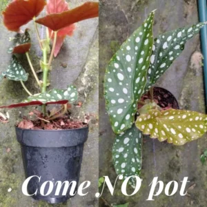 4 Live Begonia Angel Wing Maculata Set, Size 5-9 Inch Tall, Polka Dot Begonia Plants, Indoor Outdoor Decorative Houseplants