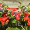 Live Red Sage Plant, Red Flowerss for Garden, Long-Lasting Blooms, 2 Plants Per Pot