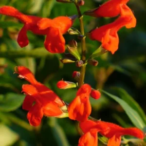 Live Red Sage Plant, Red Flowerss for Garden, Long-Lasting Blooms, 2 Plants Per Pot