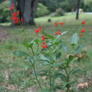 Live Red Sage Plant, Red Flowerss for Garden, Long-Lasting Blooms, 2 Plants Per Pot