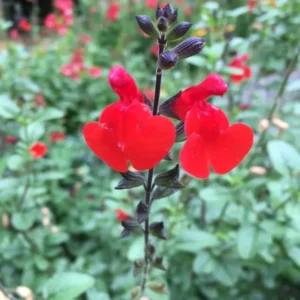 Live Red Sage Plant, Red Flowerss for Garden, Long-Lasting Blooms, 2 Plants Per Pot