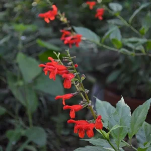 Live Red Sage Plant, Red Flowerss for Garden, Long-Lasting Blooms, 2 Plants Per Pot