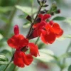 4 Red Sage Flowersing Plants - Live Plant with Bright Red Blooms Hardy Perennial - 2 Plants Each Pot