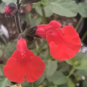 4 Red Sage Salvia Plants Live in Pot, Sage Flowersing Plants, Hardy Perennial Sage Bushes Shrubs Live Plant with Bright Red Blooms - 2 Plants Per Pot