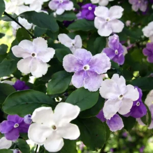 Set 2 Yesterday, Today, Tomorrow Plants, Brunfelsia Live Plants in Pot with Color-Changing Flowerss, Indoor Outdoor Garden Shrub, Purple to White Blooming