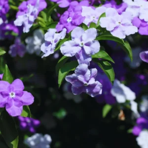 Set 2 Yesterday, Today, Tomorrow Plants, Brunfelsia Live Plants in Pot with Color-Changing Flowerss, Indoor Outdoor Garden Shrub, Purple to White Blooming