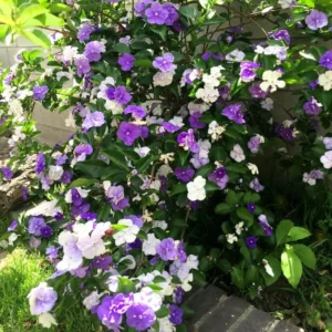 Set 2 Yesterday, Today, Tomorrow Plants, Brunfelsia Live Plants in Pot with Color-Changing Flowerss, Indoor Outdoor Garden Shrub, Purple to White Blooming