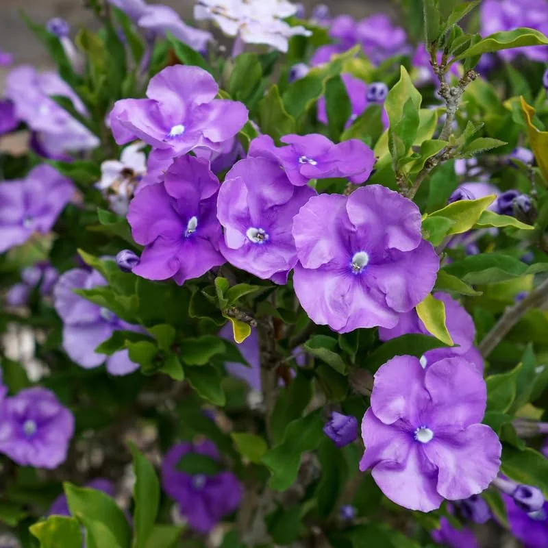 Set 2 Yesterday, Today, Tomorrow Plants, Brunfelsia Live Plants in Pot with Color-Changing Flowerss, Indoor Outdoor Garden Shrub, Purple to White Blooming