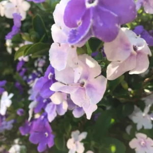 Set 2 Yesterday, Today, Tomorrow Plants, Brunfelsia Live Plants in Pot with Color-Changing Flowerss, Indoor Outdoor Garden Shrub, Purple to White Blooming