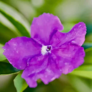 Set 2 Yesterday, Today, Tomorrow Plants, Brunfelsia Live Plants in Pot with Color-Changing Flowerss, Indoor Outdoor Garden Shrub, Purple to White Blooming