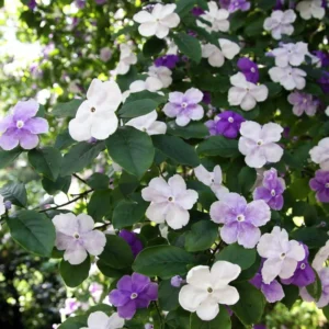 Set 2 Yesterday, Today, Tomorrow Plants, Brunfelsia Live Plants in Pot with Color-Changing Flowerss, Indoor Outdoor Garden Shrub, Purple to White Blooming