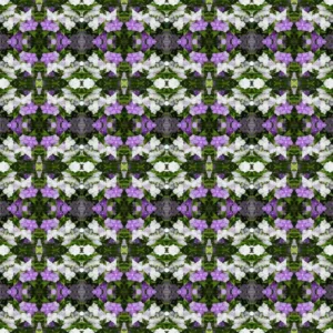 Set 2 Yesterday, Today, Tomorrow Plants, Brunfelsia Live Plants in Pot with Color-Changing Flowerss, Indoor Outdoor Garden Shrub, Purple to White Blooming