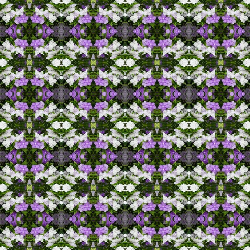 Set 2 Yesterday, Today, Tomorrow Plants, Brunfelsia Live Plants in Pot with Color-Changing Flowerss, Indoor Outdoor Garden Shrub, Purple to White Blooming