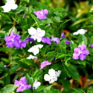 3 Packs Brunfelsia Plants in 4 Inc Pot, Yesterday, Today, Tomorrow Flowersing Shrub, Live Plant for Indoor and Outdoor Gardening, Color-Changing Blooms