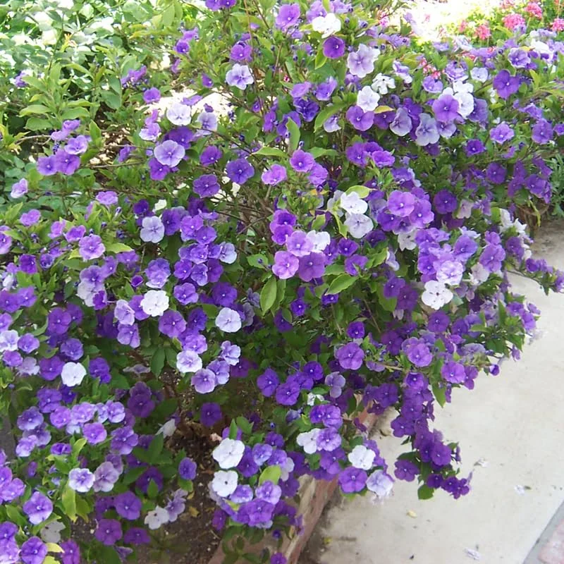 3 Packs Brunfelsia Plants in 4 Inc Pot, Yesterday, Today, Tomorrow Flowersing Shrub, Live Plant for Indoor and Outdoor Gardening, Color-Changing Blooms