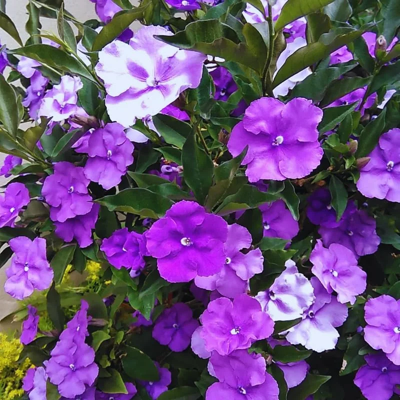 3 Packs Brunfelsia Plants in 4 Inc Pot, Yesterday, Today, Tomorrow Flowersing Shrub, Live Plant for Indoor and Outdoor Gardening, Color-Changing Blooms
