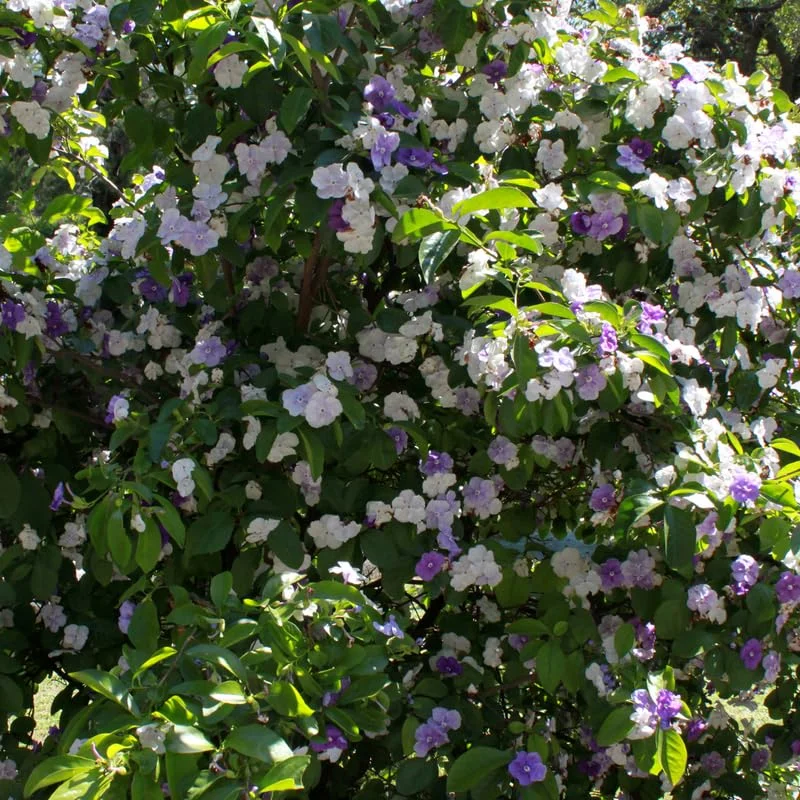 3 Packs Brunfelsia Plants in 4 Inc Pot, Yesterday, Today, Tomorrow Flowersing Shrub, Live Plant for Indoor and Outdoor Gardening, Color-Changing Blooms