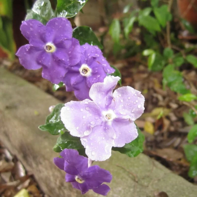 3 Packs Brunfelsia Plants in 4 Inc Pot, Yesterday, Today, Tomorrow Flowersing Shrub, Live Plant for Indoor and Outdoor Gardening, Color-Changing Blooms