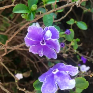 3 Packs Brunfelsia Plants in 4 Inc Pot, Yesterday, Today, Tomorrow Flowersing Shrub, Live Plant for Indoor and Outdoor Gardening, Color-Changing Blooms