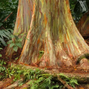 Large Rainbow Eucalyptus Tree Live Plant in Pot - 4 to 6 Feet Tall, Colorful Bark, Ideal for Outdoor Gardens and Landscapes