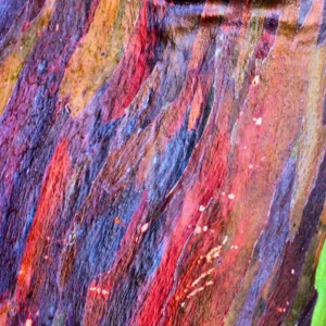 Large Rainbow Eucalyptus Tree Live Plant in Pot - 4 to 6 Feet Tall, Colorful Bark, Ideal for Outdoor Gardens and Landscapes