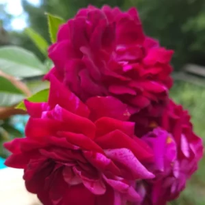 Climbing Roses Live Plants, Fourth of July Rose Climbing Bushes for Planting, No Pot, Cut Back, Well Rooted, No Leaf for Planting