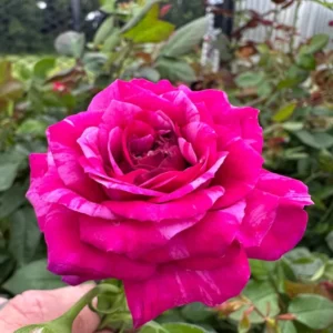 Climbing Roses Live Plants, Fourth of July Rose Climbing Bushes for Planting, No Pot, Cut Back, Well Rooted, No Leaf for Planting